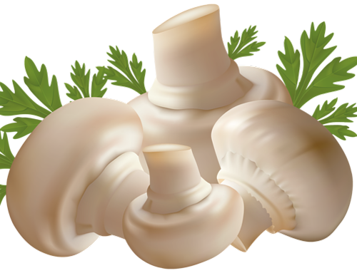 Mushrooms_PNG_Clipart_Image